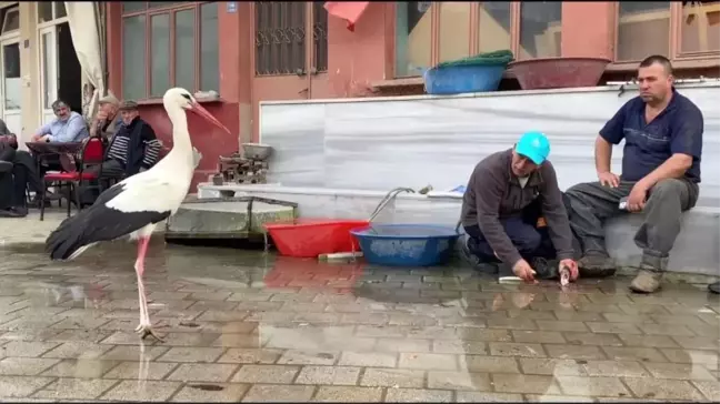Yusuf Amca ve Bilal Leylek'in Aile Bağları: Yavrular Dünyaya Geldi