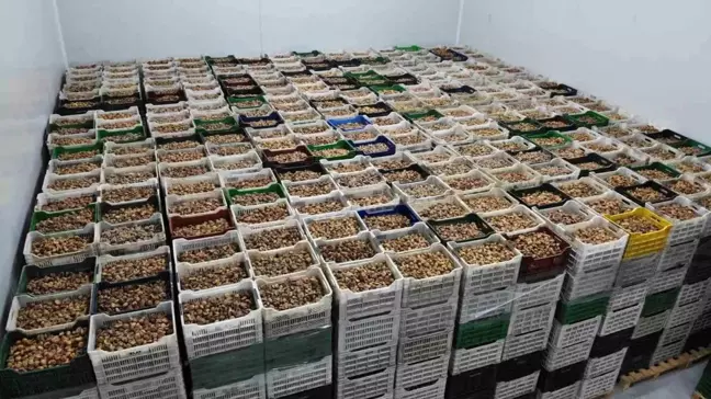 Kuru İncir İhracatı 2024/25 Sezonunda Yüzde 28 Arttı