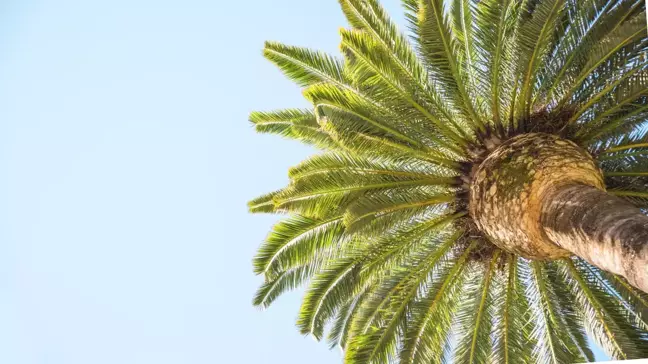 Palm Yağı Hakkında Bilimsel Verilere Dayalı 10 Gerçek