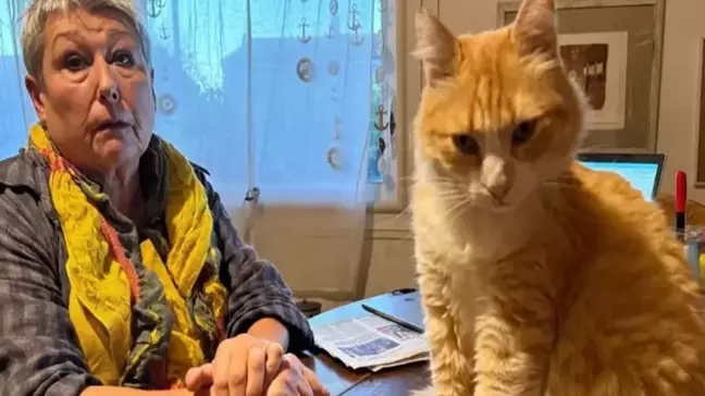 Dünyanın ilk mahpus kedisi! Komşusunu canından bezdirdi, hapsi yedi