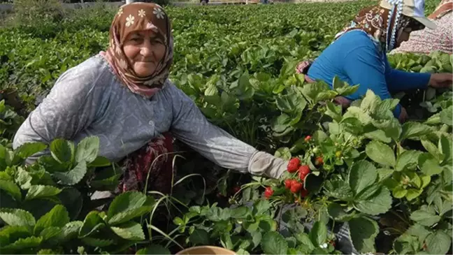Çilek Hem Çiftçinin Hem Komisyoncunun Yüzünü Güldürdü