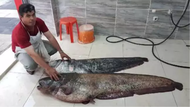 Amatör Balıkçının Ağlarına 2 Dev Yayın Balığı Takıldı