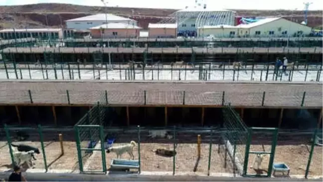 Sivas'ta Sokak Hayvanları Yaşam, Rehabilite Merkezi ve Hayvan Oteli Açıldı