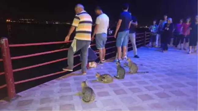 Kedilerin Balık Bekleyişi