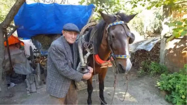 91 Yaşında Tarla Sürüyor, Ekip, Biçiyor