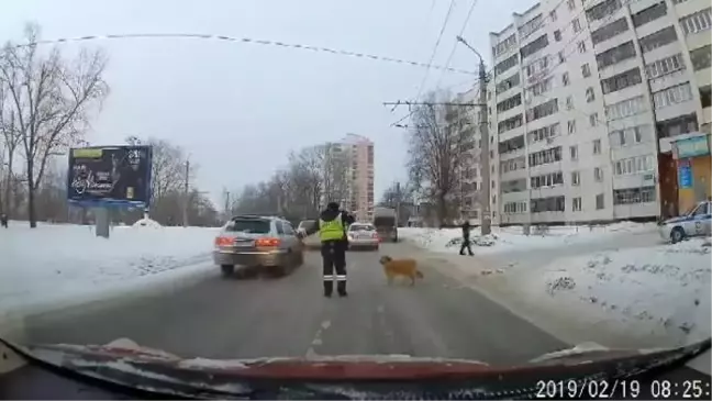 Karşıya Geçemeyen Köpek İçin Trafiği Durdurdu