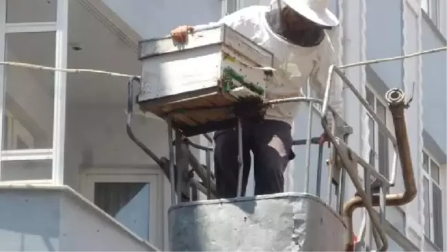 Malkara'da arı paniği