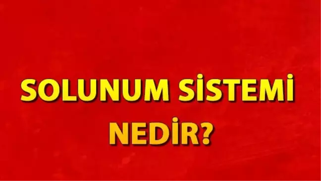 Solunum sistemi nedir? Solunum sistemi organları ve hastalıkları nelerdir?