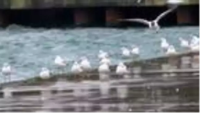 Tarabya sahili martılara kaldı