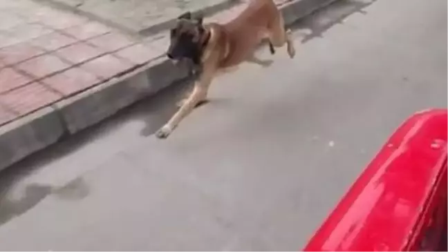Son dakika haber | Çin'de arama köpeği, itfaiyeden emekli olan eğitimcisinin aracının peşini bırakmadı