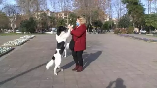 Pendik'te hayvanseverin köpeğe zarar verdiğini iddia ettiği kişiye tepkisi kamerada