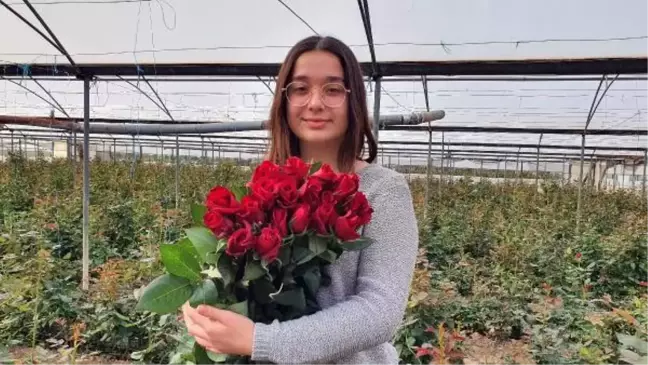 Gül seralarında Sevgililer Günü mesaisi