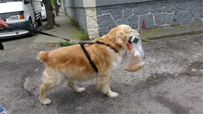 Trabzon'da Köpek, Sahibine Alışverişte Yardım Ediyor