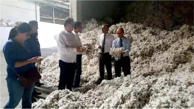 Söke Ovası'nda Pamuk Hasat Sezonu Öncesi Alınan Tedbirler Açıklandı