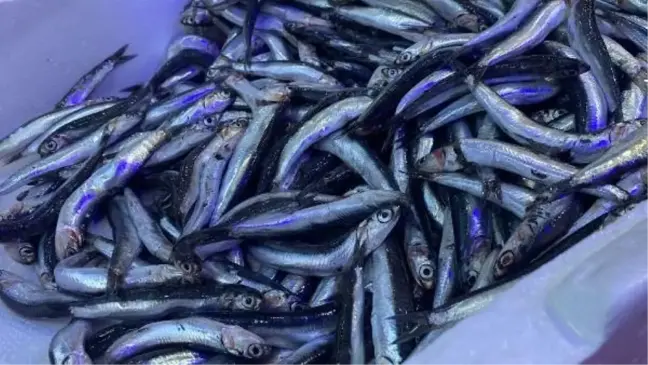 Karadeniz'de 'aşırı avcılık' tehlikesi; hamsi boyu küçüldü