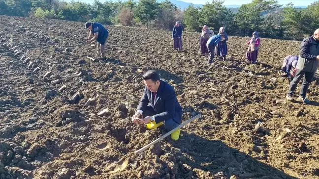 Göynük'te Lavanta Projesi Hayata Geçirildi