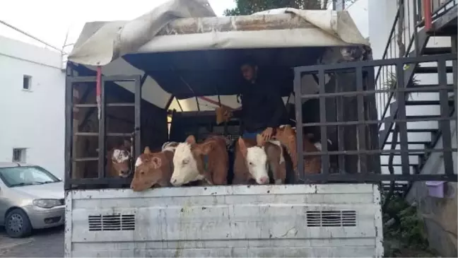 Muğla'da silahlı saldırıyla büyükbaş hayvan gaspı
