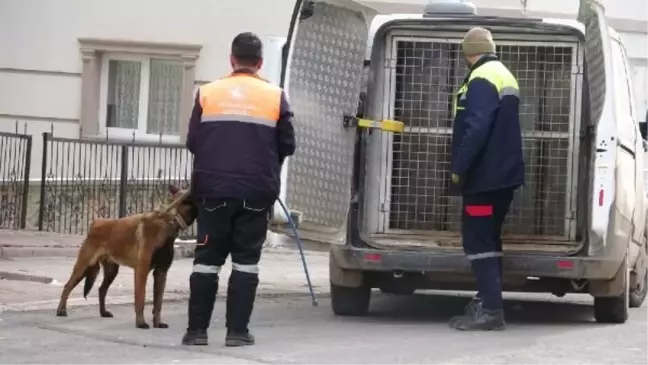 Sivas'ta köpek saldırısı: 4 kişi yaralandı, köpeğin sahibi serbest bırakıldı