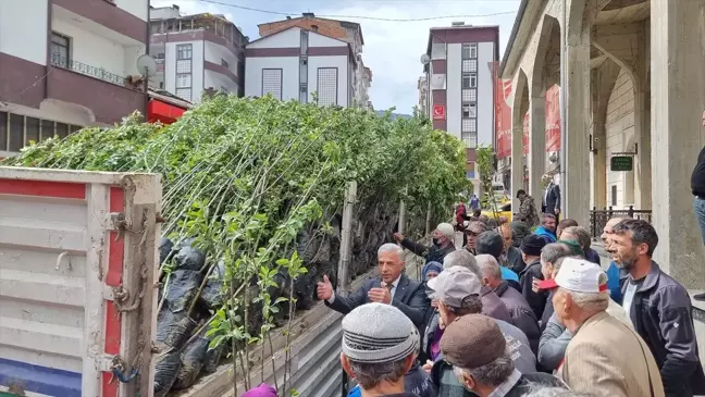 Çaykara'da Vatandaşlara Meyve Fidanı Dağıtıldı