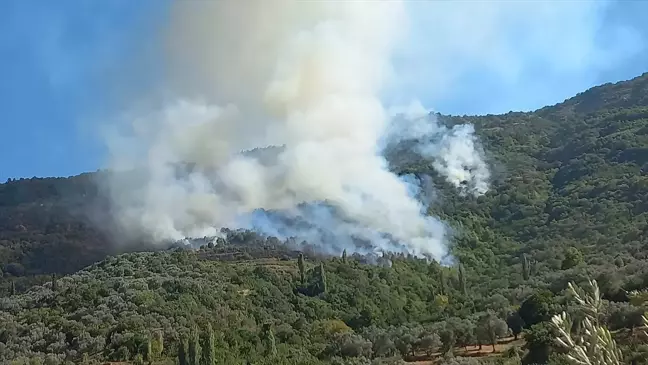 İzmir'in Ödemiş ilçesinde ormanlık alanda yangın çıktı