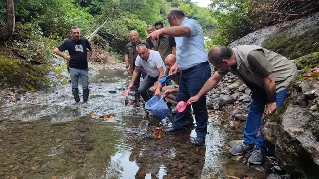 Salıpazarı'nda Dereye 5 Bin Kırmızı Benekli Alabalık Yavrusu Salındı