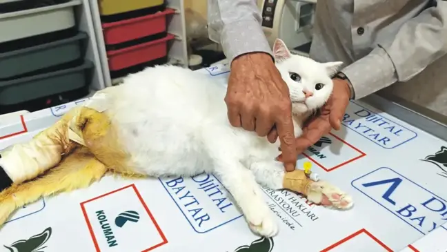 Kayseri'de Düşen Kedi 'Şero' İçin 400 km Seyahat