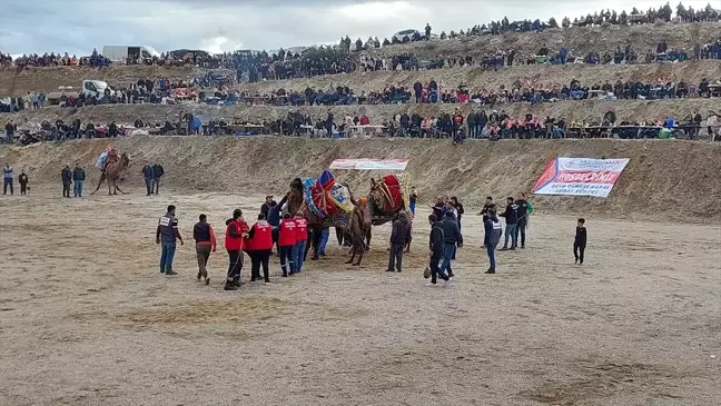 Denizli'de Deve Güreşi Festivali Coşkusu