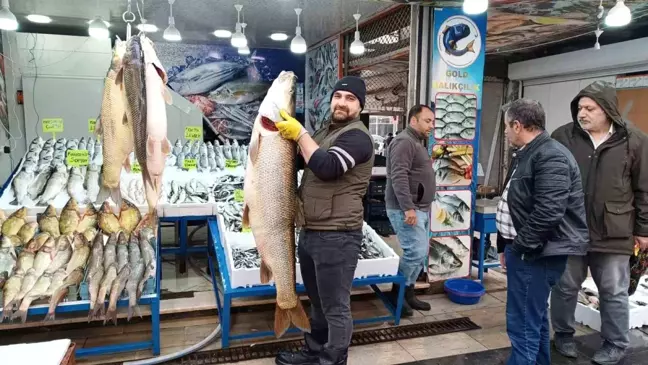 Siirt'te Yakalanan Dev Turna Balığı Batman'da Tezgahta