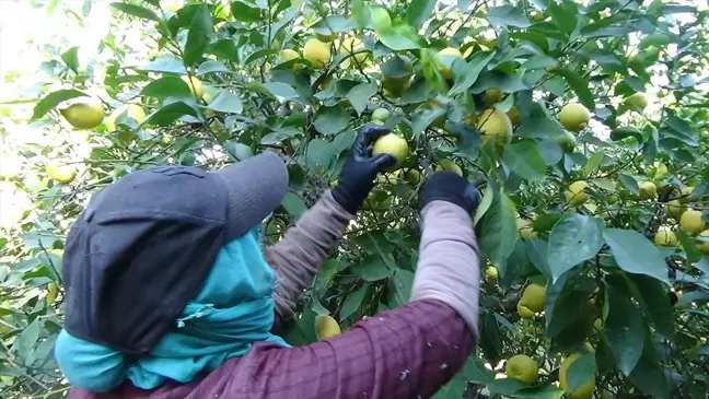 Erdemli'de Limon Hasadı Devam Ediyor