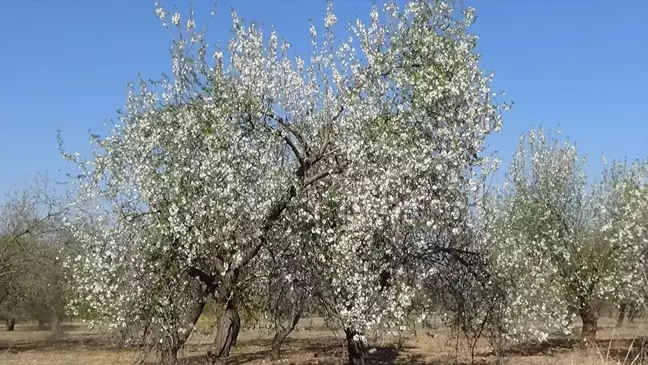 Mersin'de Badem Ağaçları Erken Çiçek Açtı