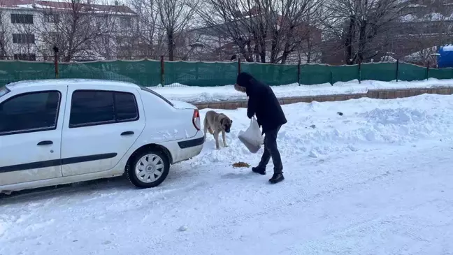 Karlıova'da Kar Dağlarında Sokak Hayvanlarına Destek