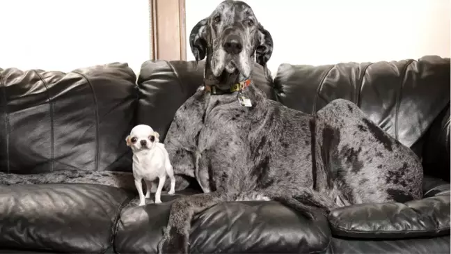 Dünyanın En Büyük ve En Küçük Köpekleri Buluştu