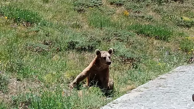 Bitlis Valiliği'nden Bozayı Uyarısı: Nemrut Krater Gölü'nde Güvenli Ziyaret İçin Dikkat!