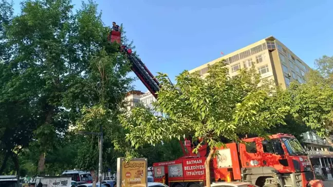 Batman'da düşen karga yavruları itfaiye tarafından yuvalarına bırakıldı