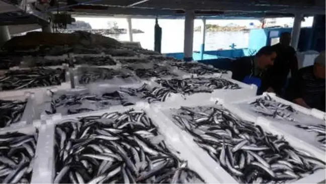 15 Günde 100 Ton Hamsi Tuttu