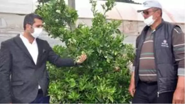 Dalaman'da 65 yaş üstü çiftçilerden
