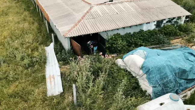 Tekirdağ'da 11 Kurbanlık Hayvan Çalındı, 5 Şüpheli Yakalandı
