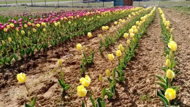 Kovancılar'da Lale Soğanı İlçe Ekonomisine Katkı Sunacak