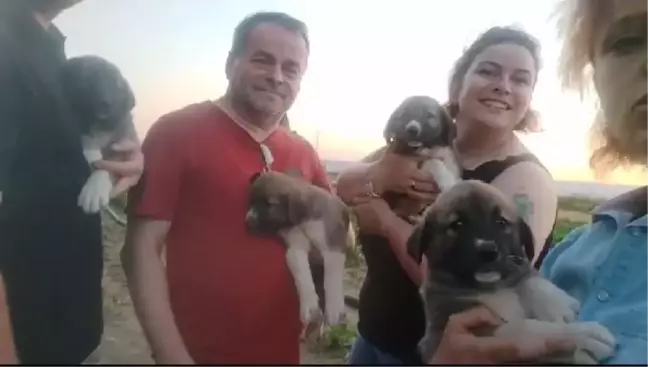 İnegöl'de av tüfeğiyle vurulan köpeğin yavruları bulundu
