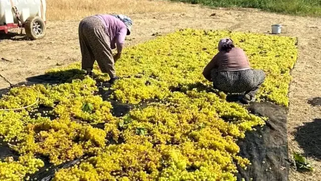 Sarıgöl'de Üzüm Kurutma Çalışmaları Başladı