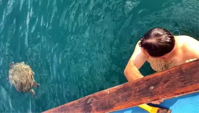 Alanya'da Dalış Yapan İki Arkadaş Kaplumbağa İle Yüzdü