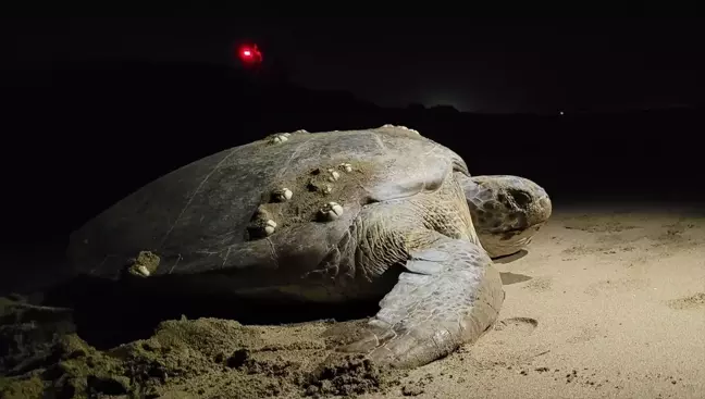 Küresel Isınma Caretta Carettaların Neslini Tehdit Ediyor