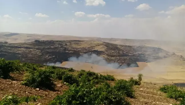 Mardin'de bin dönümlük ağaçlık alan kül oldu