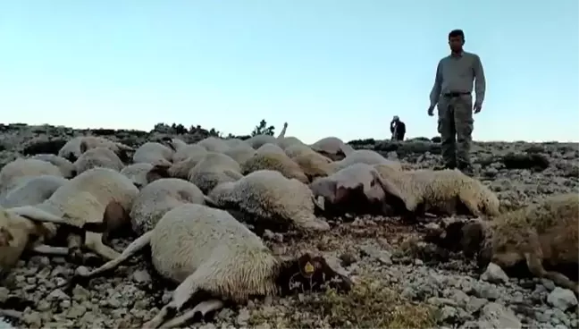 Kahramanmaraş'ta yıldırım düştü 86 koyun telef oldu
