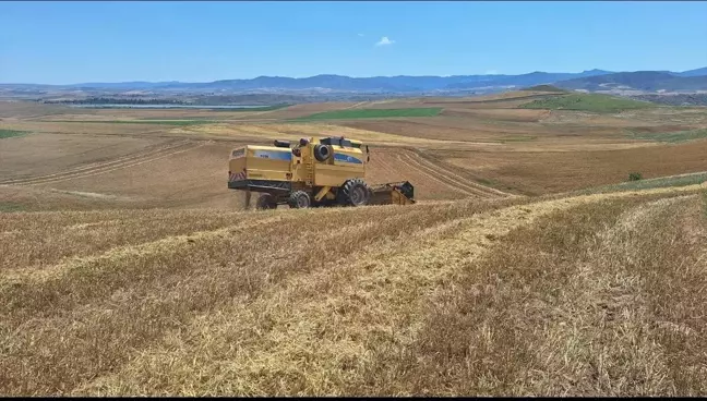 Çorum'un Bayat ilçesinde çiftçiler arpa hasadına başladı