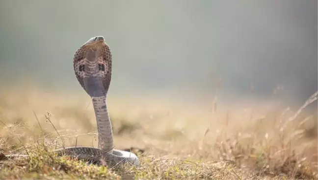 Rüyada yılan ısırması ve sokması ne anlama gelir? Rüyada yılan sokması ve ısırması ama bir şey olmaması anlamı!