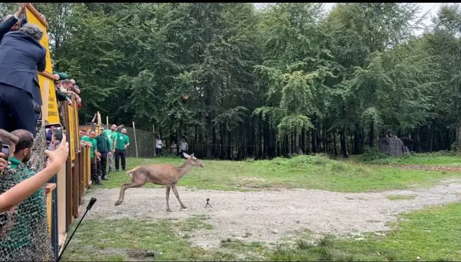 Kızıl Geyikler Doğaya Salındı