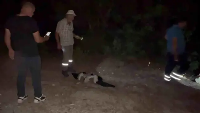 Balıkesir'de elektrik direklerindeki leylekler akıma kapıldı