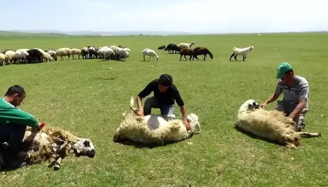 Erzincan'da Yaylalarda Koyun Kırkımı Devam Ediyor