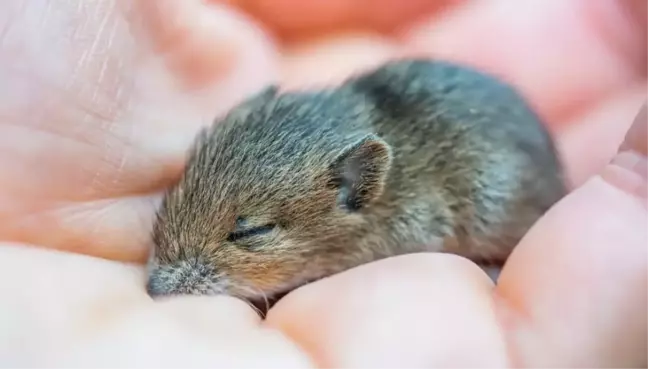 Rüyada fare görmek ne anlama gelir?